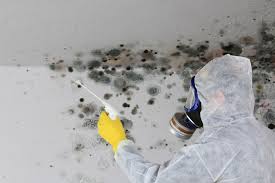 Best Mold Remediation for Vacation Homes  in Franklin Park, IL